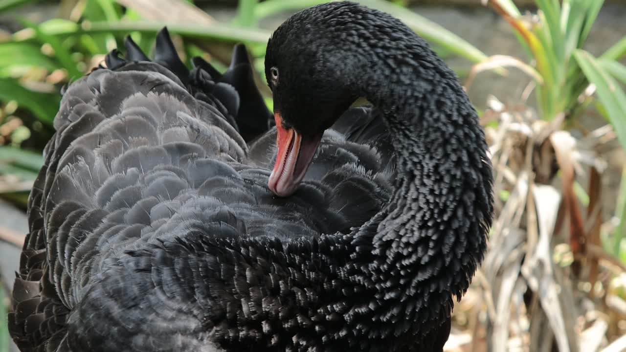 블랙 스완 (black swan)