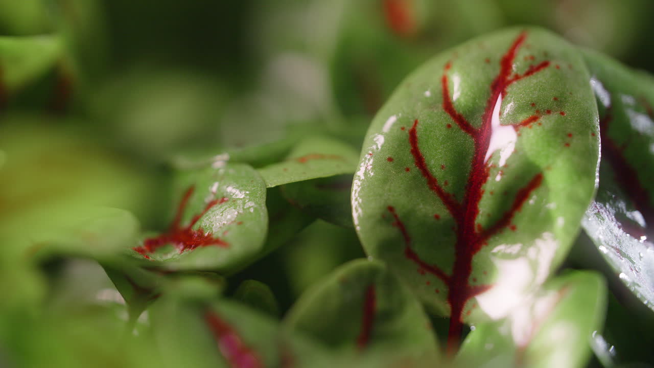 Close-up of Fresh Sorrel Leaves