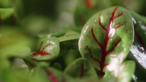 close-up of fresh sorrel leaves