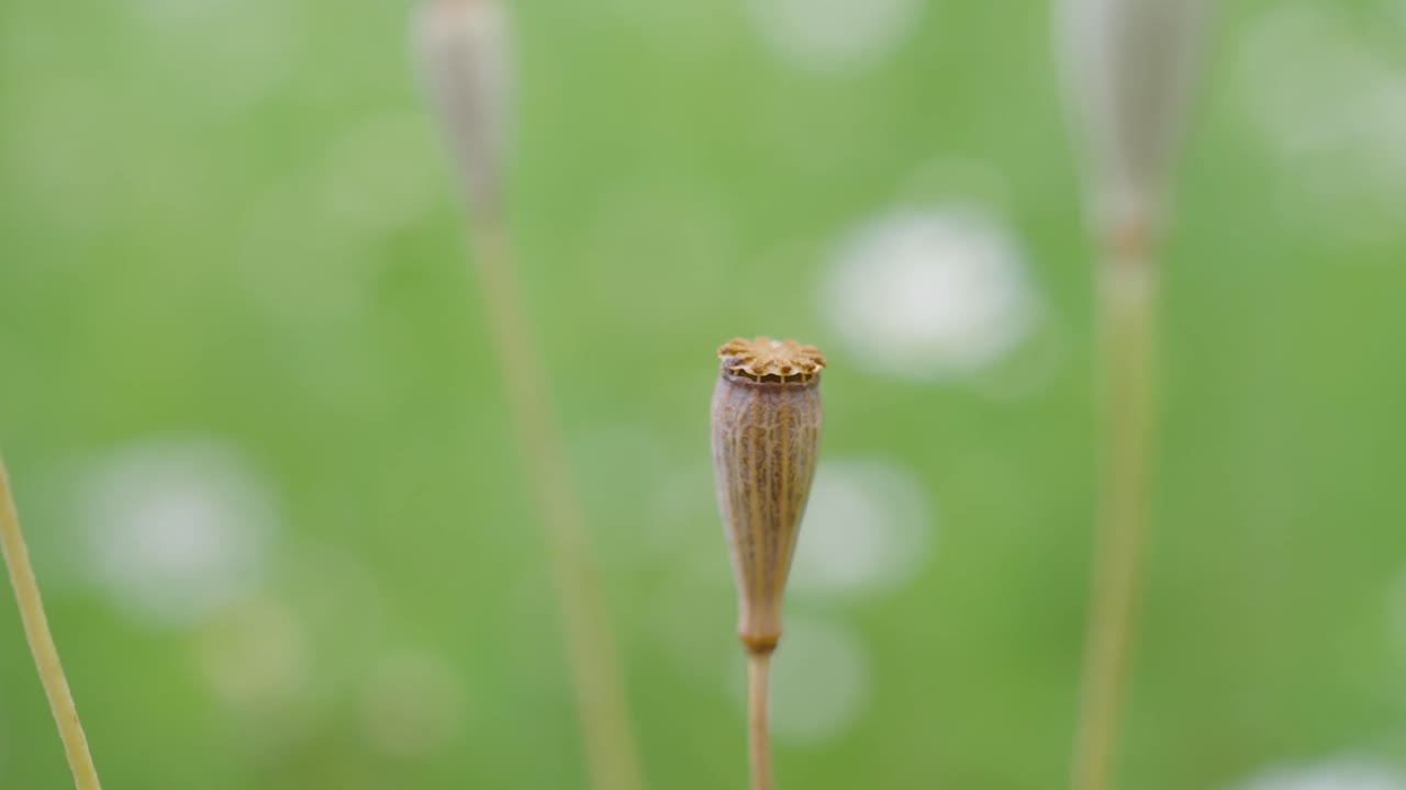 papaver dubium planta de especie anual. enfoque selectivo