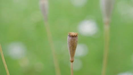 papaver dubium annual species plant. selective focus