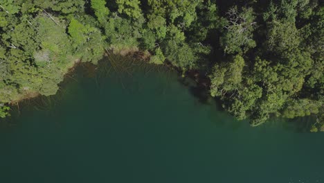 Vista-De-Arriba-Hacia-Abajo-Sobre-Aguas-Tranquilas-Y-Exuberante-Selva-Tropical-Del-Lago-Eacham-En-Atherton-Tableland,-Queensland,-Australia---Tiro-De-Drones