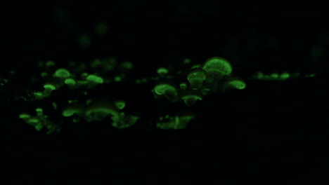 the bioluminescent fungus, panellus stipticus goes in the dark of night