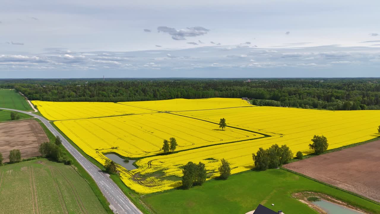 Aerial drone view of blooming yellow rapeseed field spanning scenic countryside landscape in spring. Asphalt road winding through expansive countryside landscape in rural scenery