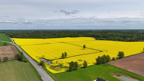 aerial drone view of blooming yellow rapeseed field spanning scenic countryside landscape in spring. asphalt road winding through expansive countryside landscape in rural scenery