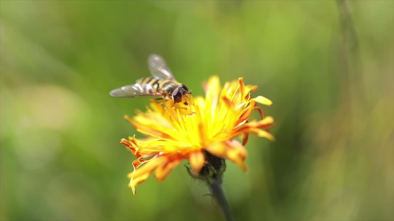 la abeja recoge el néctar de la flor crepis alpina