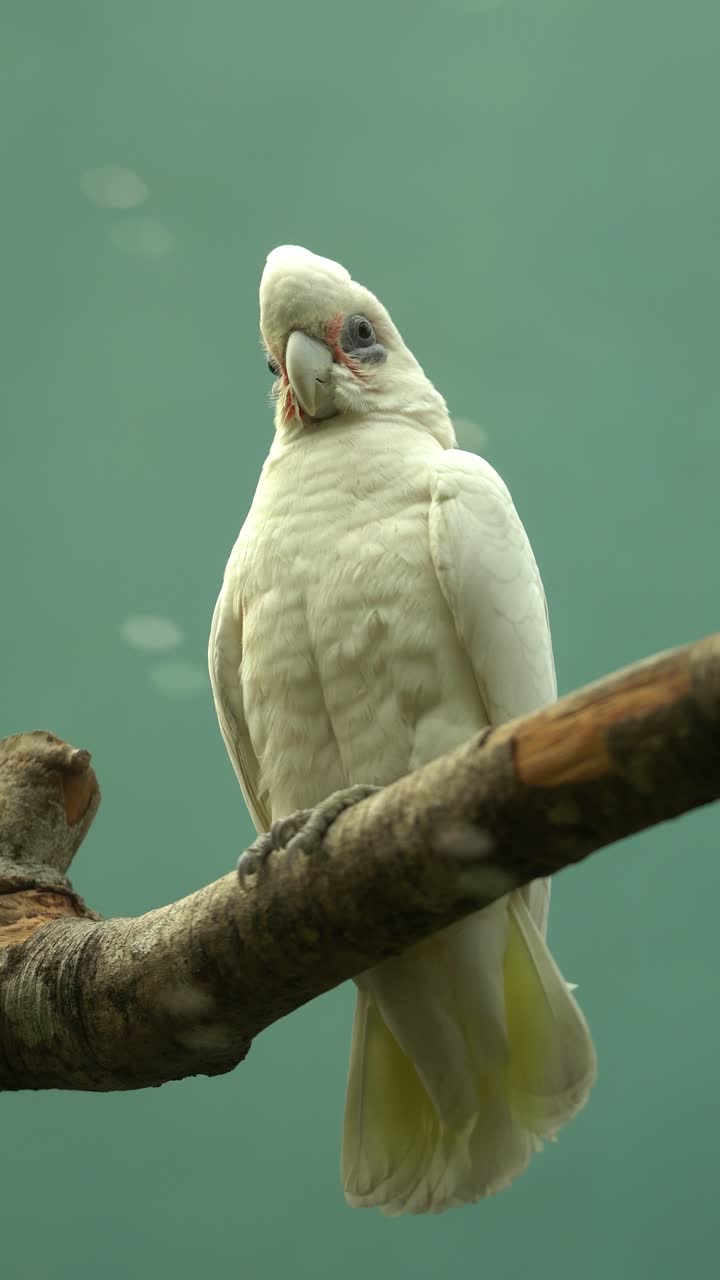 Zoomed in shot of a small bird on a branch