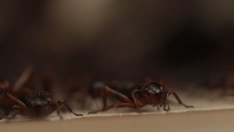 Macro-Footage-of-Tons-of-Crickets-Growing-By-Farmer-In-The-Farm