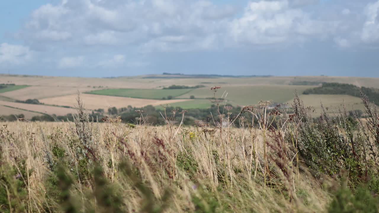 травянистые поля качаются под голубым небом