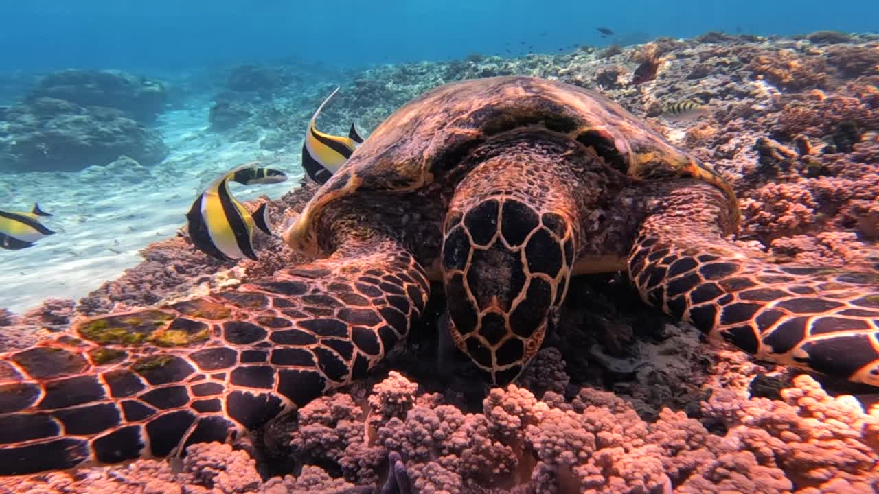Smuk nærbillede af en havskildpadde, der svømmer under vandet i et klart, tropisk ocean med sollys og koralrev i baggrunden