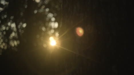 sun rays behind a close tree and forest during sunset