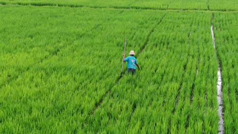 lonely farmer working in wet and endless rice field, aerial orbit view