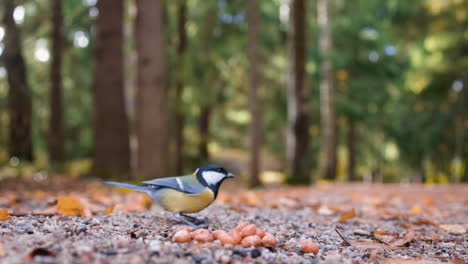 Small-bird-goes-up-to-seeds-on-gravel-and-flies-away,-slomo-close-up