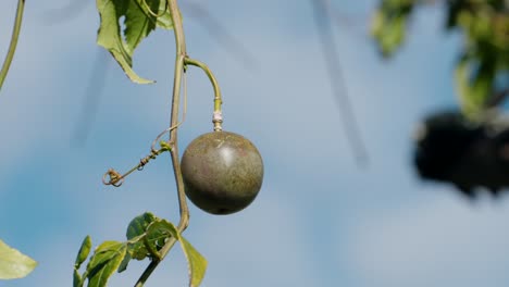 single passion fruit hanging from vine with sky in the background