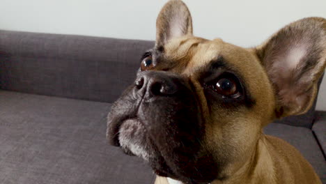 french bulldog face close-up. dog open his mouth