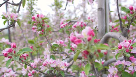 Many-strong-pink-blossoms-of-braeburn-apple-trees-on-an-intensive-fruit-farm-in-kent-in-england