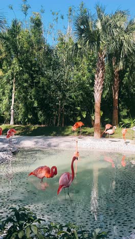 pink flamingos in a tropical paradise