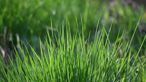 Grashintergrund-Frühling-In-Europa