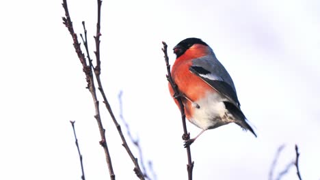 closeup shot of eurasian bullfinch eating tree buds on leafless winter tree