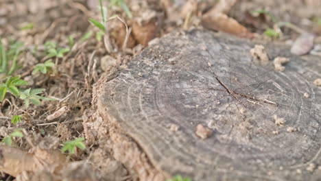 Tocón-De-árbol-Cortado-Con-Detalles-Y-Venas---Primer-Plano,-Control-Deslizante-A-La-Derecha