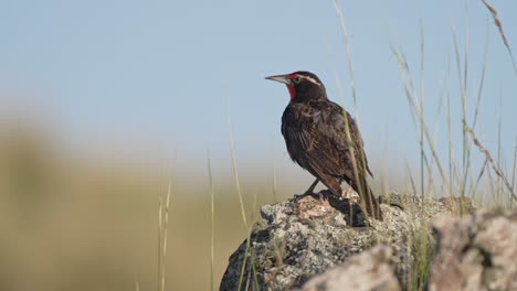 Long-tailed-Meadowlark-perched-on-rock-looking-into-the-distance