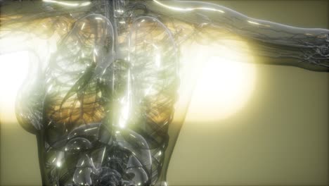 imagen de rayos x del cuerpo humano