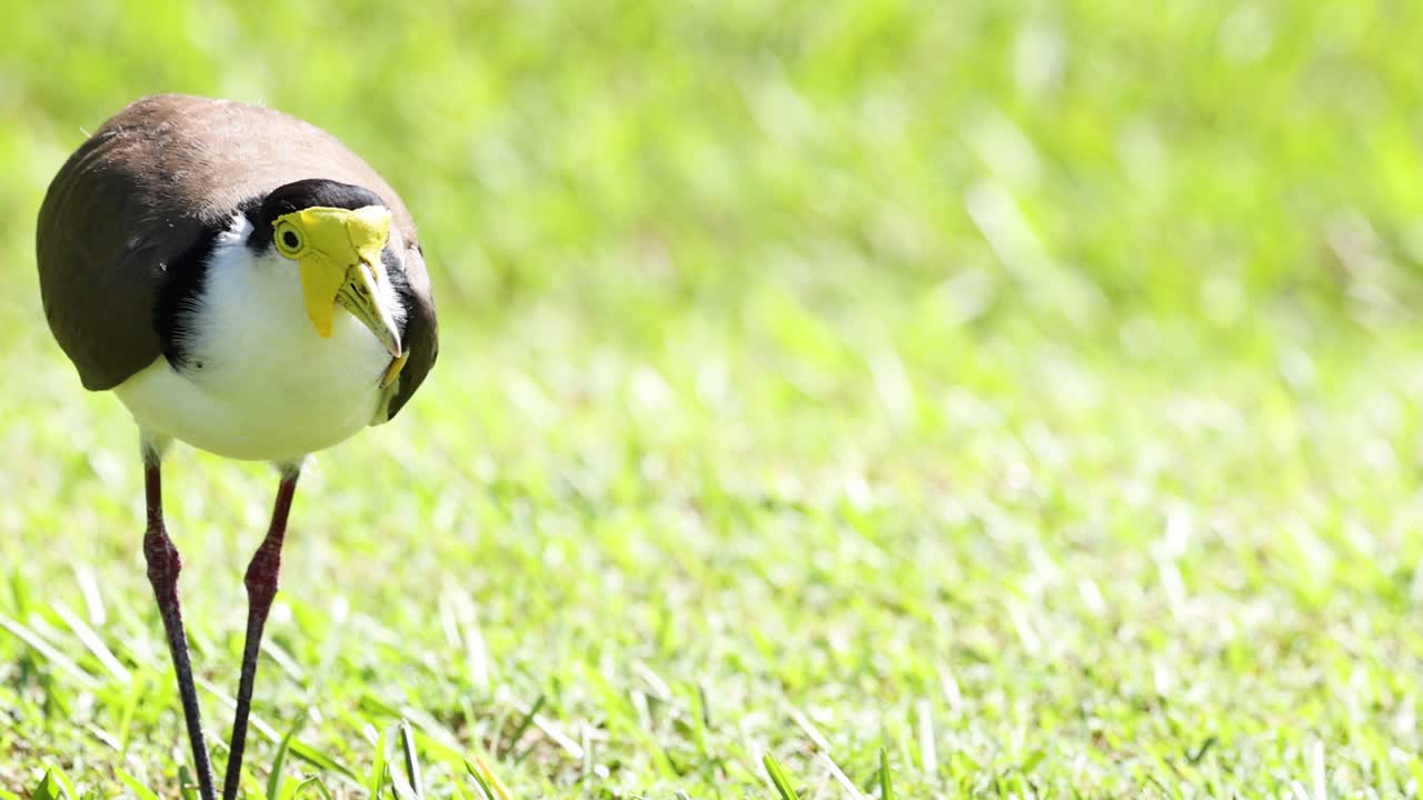 푸른 잔디에 서 있는 새가 울부고 있다