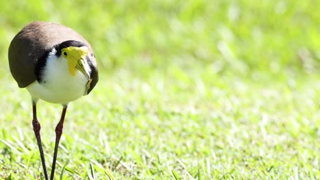 bird calling while standing on a green lawn