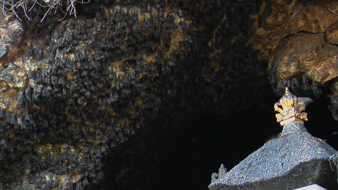 летучие мыши висят на стене в храме пура гоа лаваха в индонезии