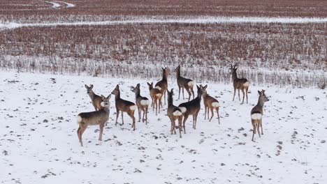 close-up aerial view of a cautious roe deer herd standing, europe winter field