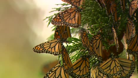 monarch butterflies on  a tree