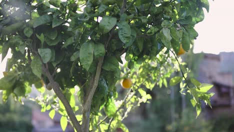 la luz del sol a través de las ramas exuberantes de los naranjos