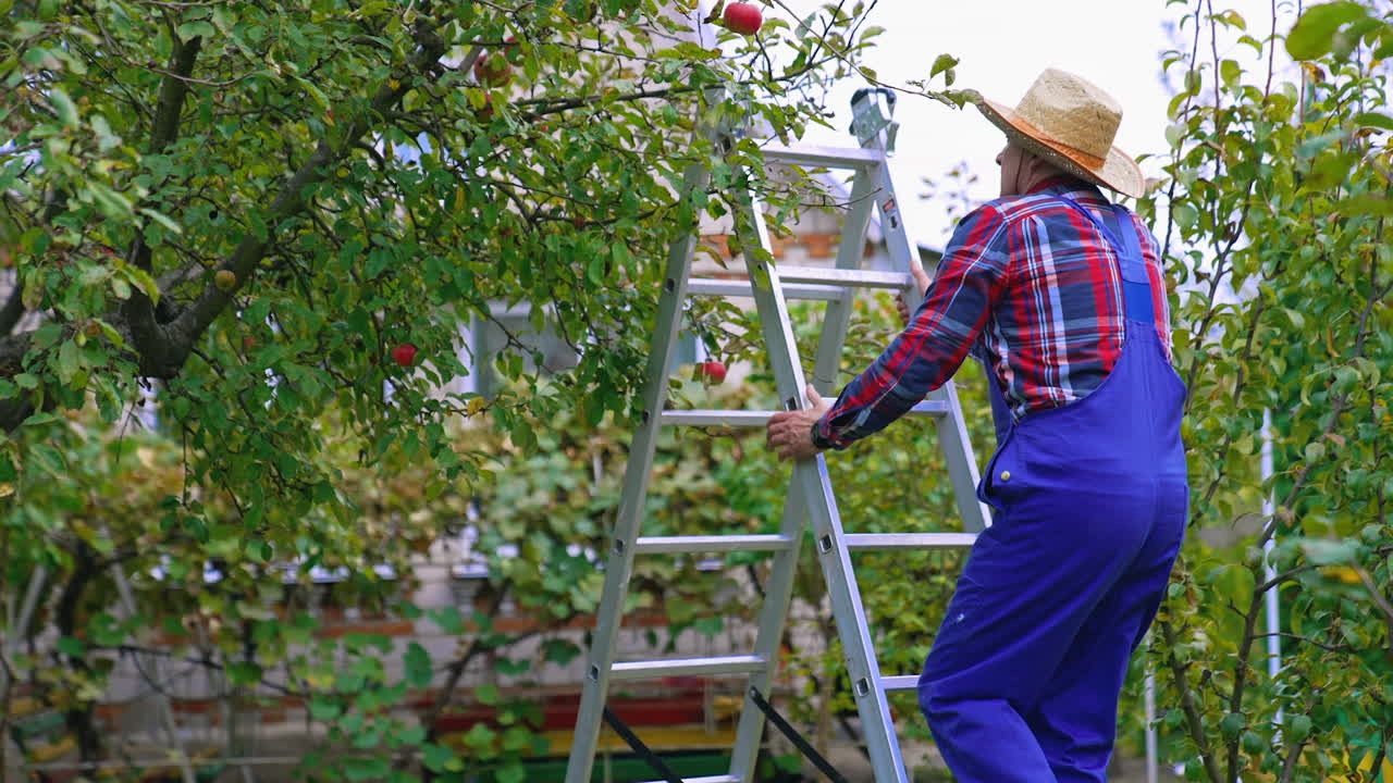 Farmer working in the apple farm. Harvesting apple plantation tree.