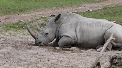 static shot of tired rhinoceros resting on sandy ground in zoology during cloudy day