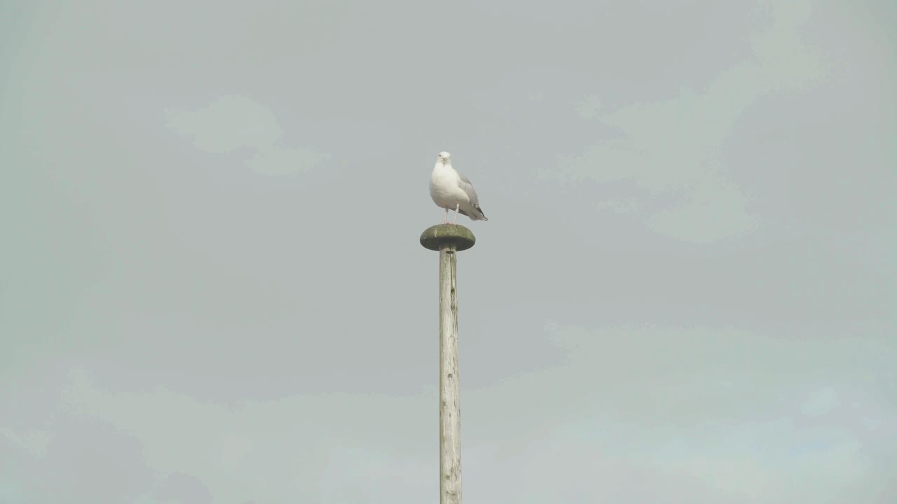 la gaviota de pie en un poste alto observando y esperando, cerrada