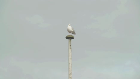 la gaviota de pie en un poste alto observando y esperando, cerrada