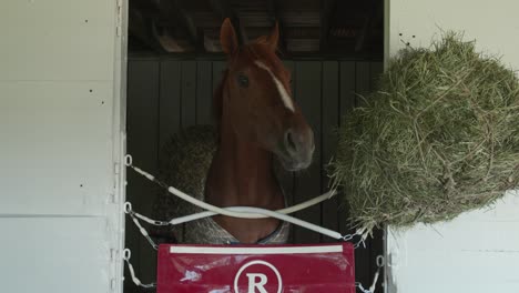 rich strike derby winner horse in barn