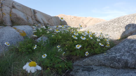 4k shot of a group of daisy flowers on green grass on a rock in sweden