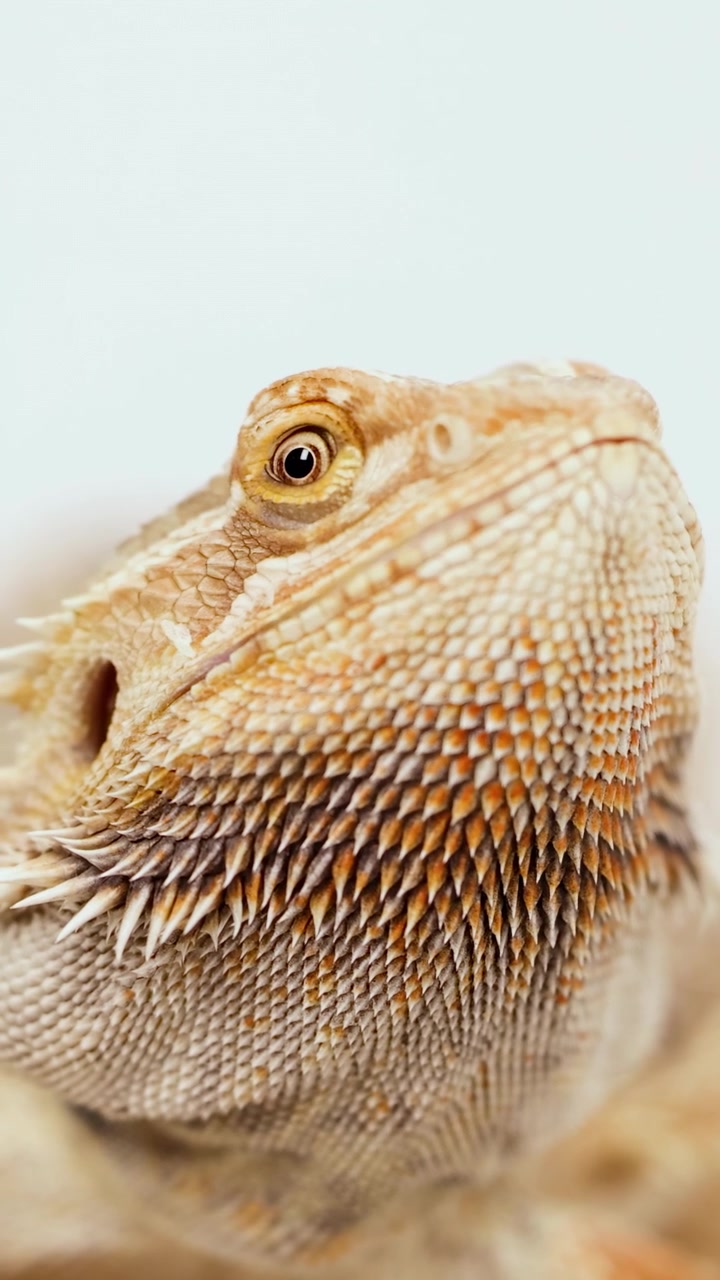 Un drago barbuto siede tranquillamente, mettendo in mostra le sue squame testurizzate sotto una luce soffusa e naturale.