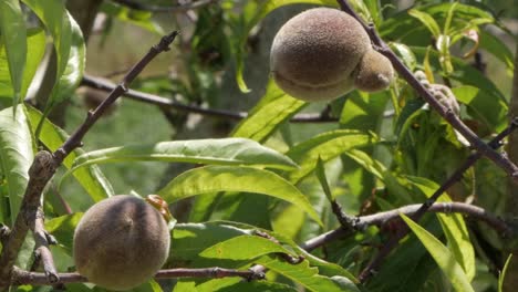 Wind-Blowing-On-Juicy-Peach-Fruits-On-Tree-Branches