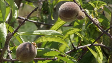 wind blowing on juicy peach fruits on tree branches