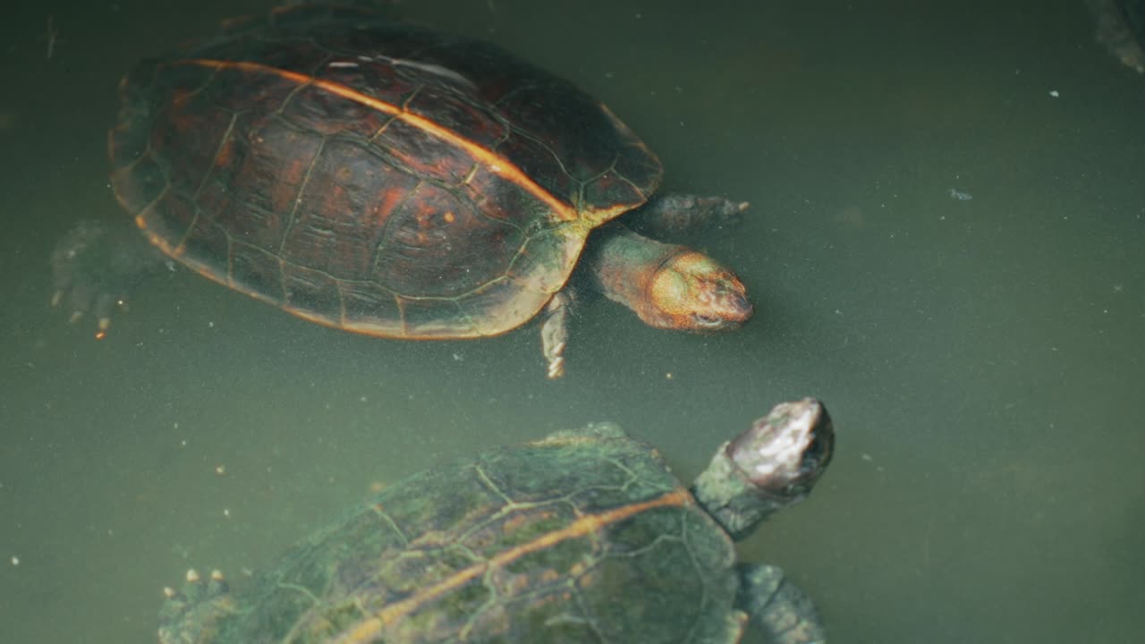 A close-up view of several turtles swimming in the murky green waters of pond