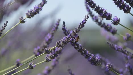 campo de lavanda con abejas