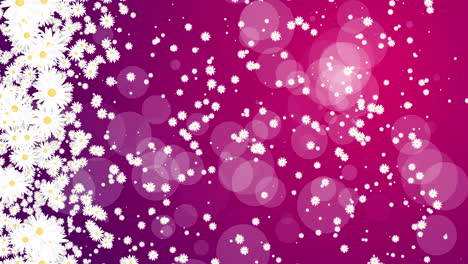 white daisy flowers rotating on red background with bokeh. festive floral screensaver. summer abstract looping animation.