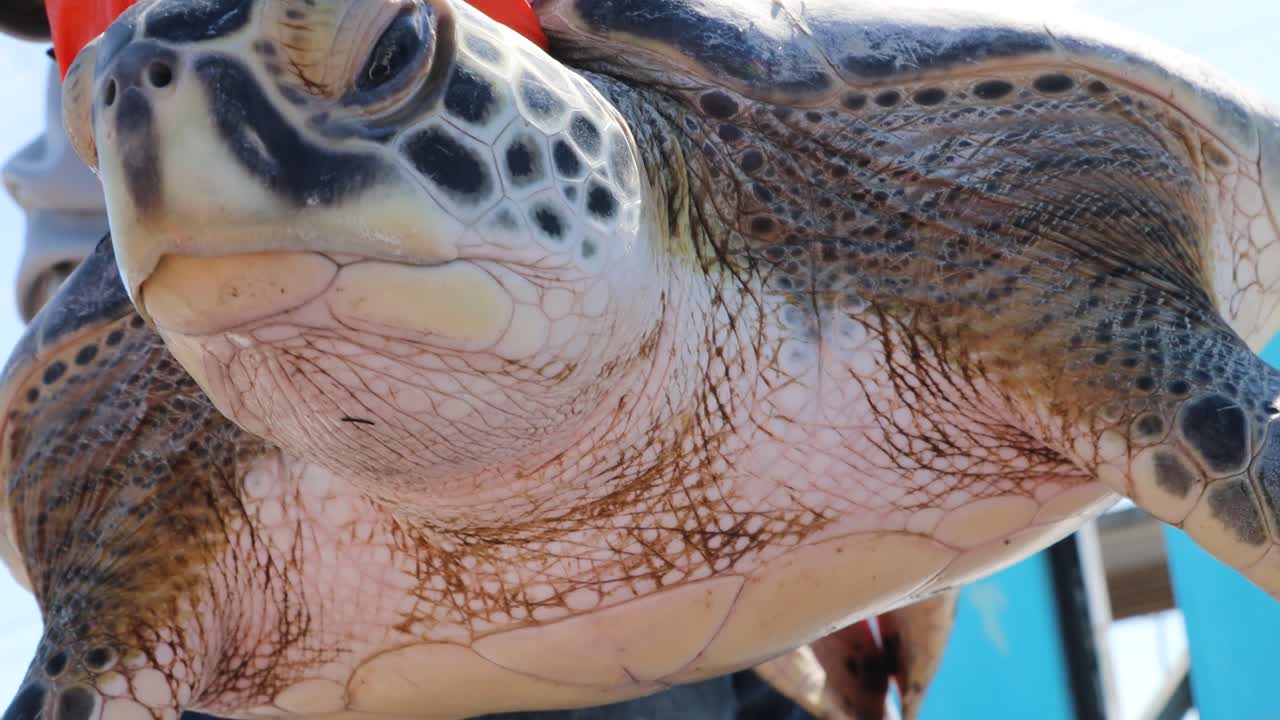 Close up Kemp's Ridley Sea Turtle face held by Game Warden