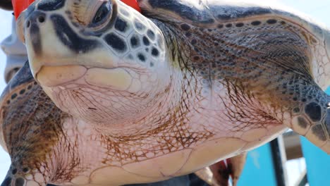 close up kemp's ridley sea turtle face held by game warden