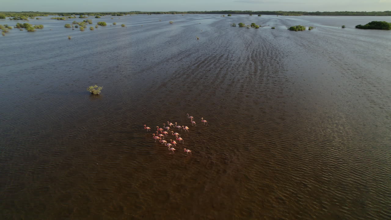 Aerial drone shot panning left to follow a flock of pink flamingos in the wetlands of Campeche, Mexico