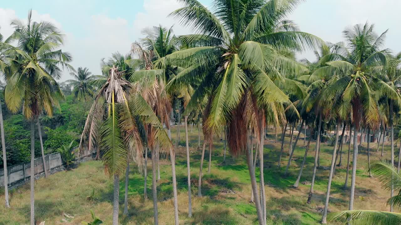 movimiento desde la parte superior de la palma a lo largo del tronco hasta el suelo a la luz del sol