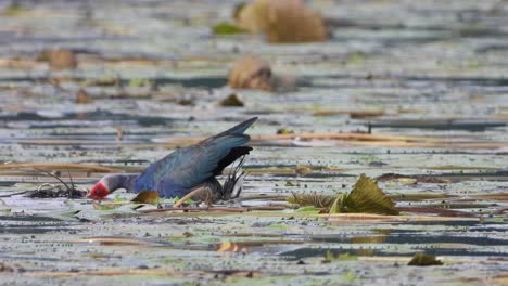 Purple-Gallinule-Finding-food-mp4-4k-