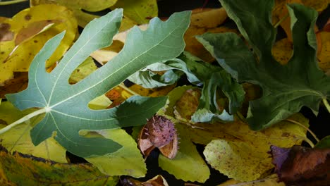 Dry-leaves-rotate